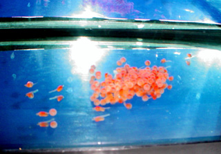 The fish eggs are hatching out in the tank at Prairie Elementary.