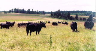 Dirk Ewing's cattle enjoy lush pastures. As part of the Environmental Quality Incentives Program, he built stock troughs, drilled wells, fenced out creek bottoms and installed cross-fencing.