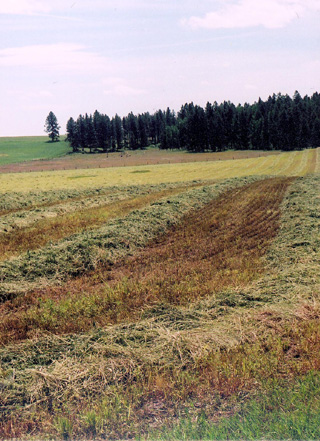 Dirk Ewing's hay ground with the forestland he has thinned over the past several years in the background.
