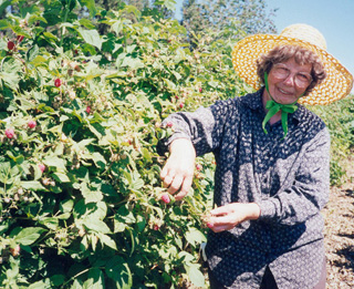 Sister Wilma Schlangen (who is 90 years young) is in the monastery's raspberry patch by 5:30 a.m. to pick juicy berries in the weeks before the annual Raspberry Festival.