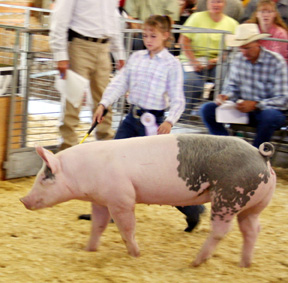 Abbie Uhlenkott with her reserve champion hog.