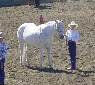 Shayla VonBargen and her horse at the County 4-H Horse Show.