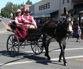 A Liberty American Jack Stock Mammoth Donkey.