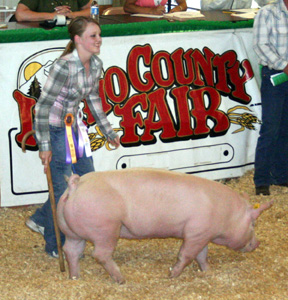 Camille Schumacher had the grand champion hog and was reserve champion showman for hogs.