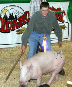 Logan Shumacher was grand champion showman for hogs.