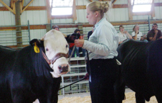 Samantha Spencer of the Keuterville Livestock 4-H Club showing her market steer.