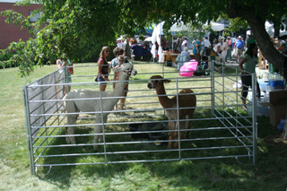 A couple of alpacas were available for viewing.