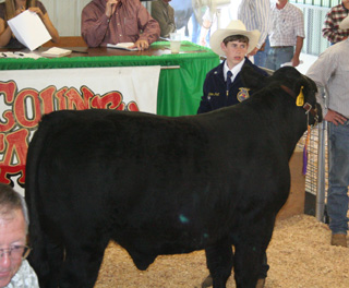 The grand champion quality steer was shown by Laine Pratt of Kooskia.