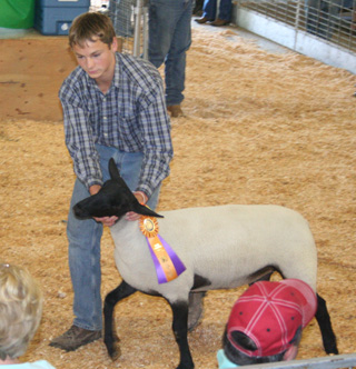 The grand champion quality sheep shown by Silas Connolley of Grangeville.