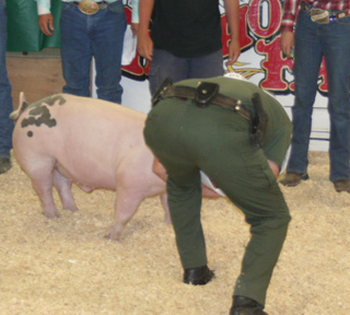 Godfreys hog gets a smooch from Idaho County Sheriff Doug Giddings, who was the winner of the Kiss the Pig contest.