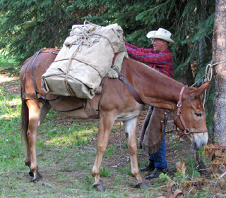 Jim Renshawloading a cargoed pack on his mule. Photos provided by Gail Renshaw.